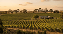 Discover Lyndoch
