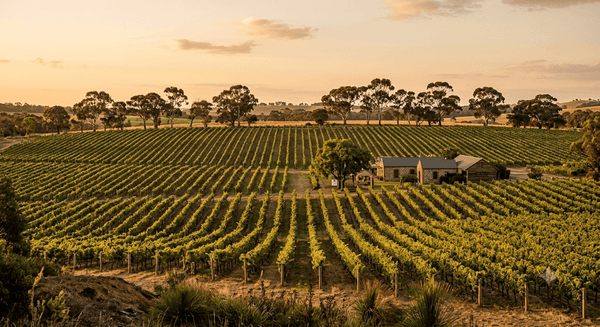 Discover Lyndoch