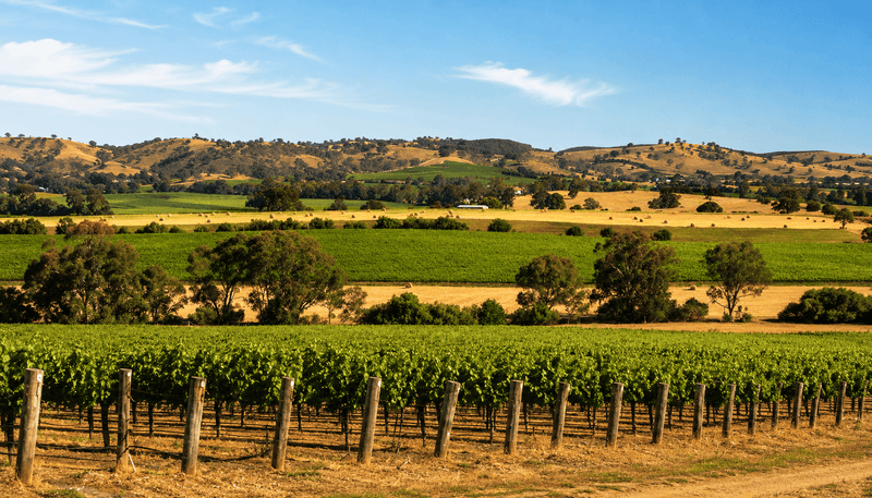 Vineyard