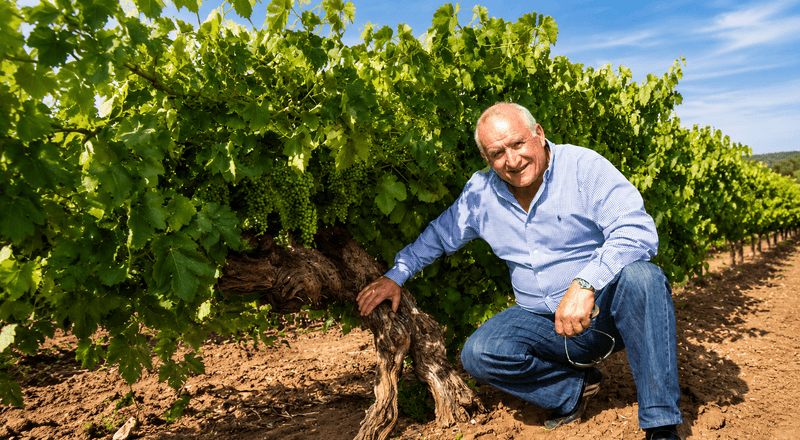 Vineyard