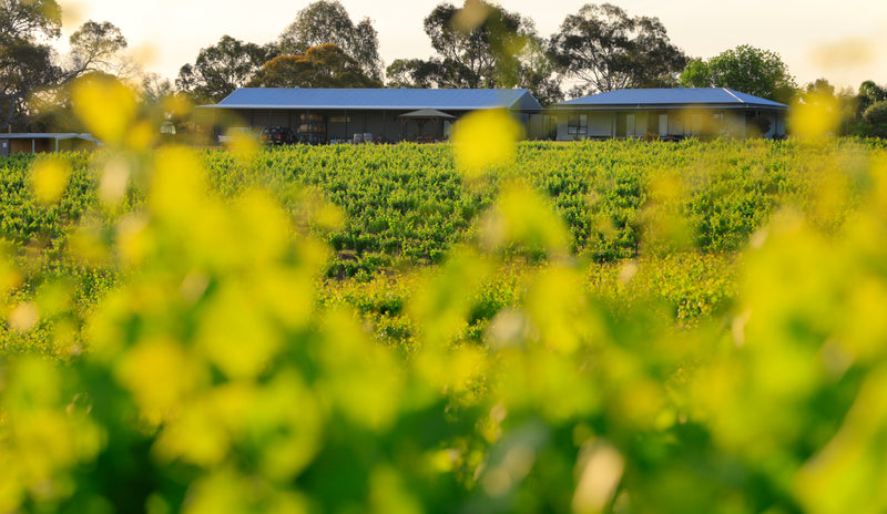 Vineyard