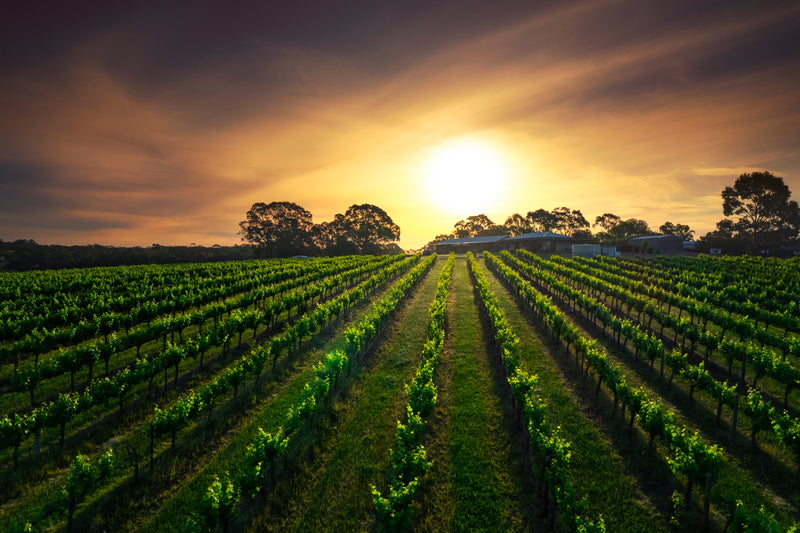Vineyard